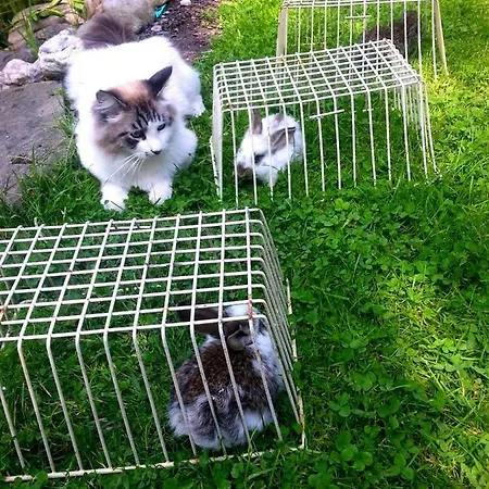 Gæstehus I Aneta 3*