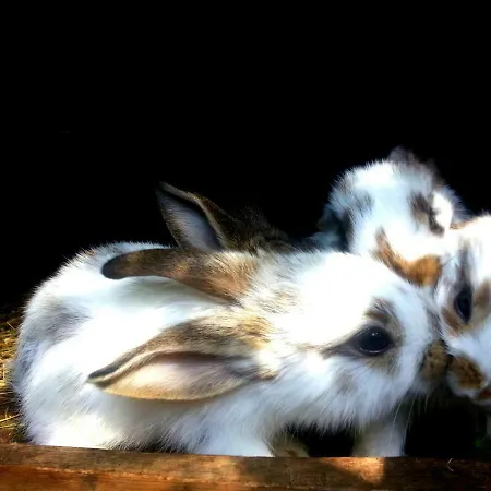 I Aneta 3* Piechowice (Karkonosze)