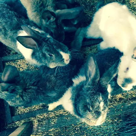 Gasthuis I Aneta Piechowice (Karkonosze)