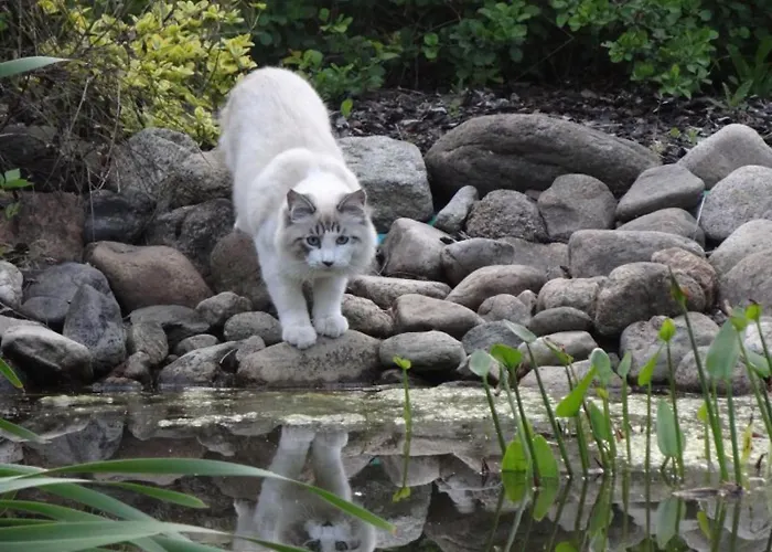 Guest house I Aneta 3*