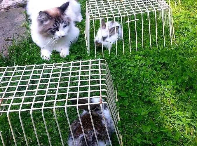 Guest house I Aneta 3*